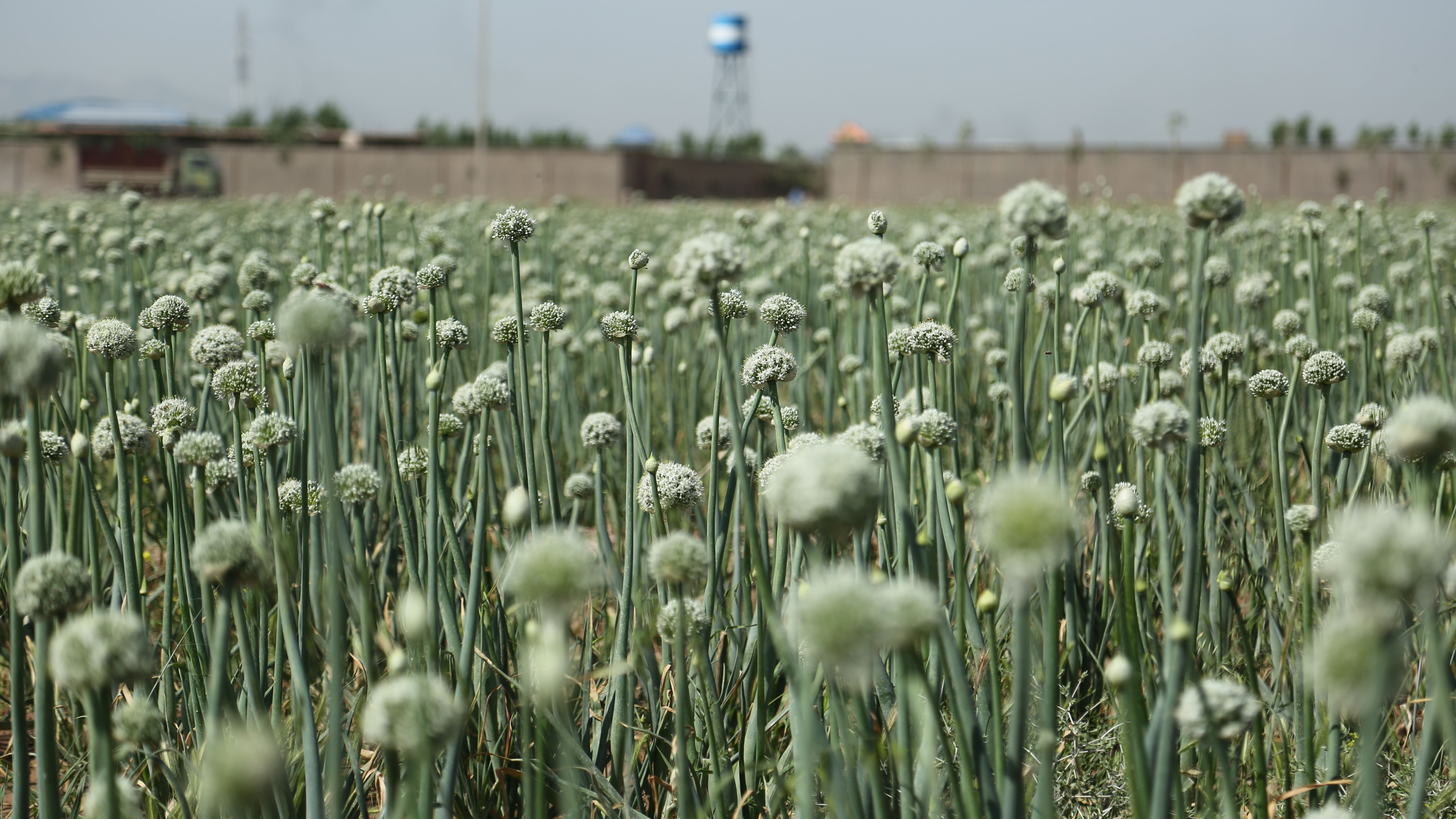 Supporting Agricultural Productivity in Afghanistan